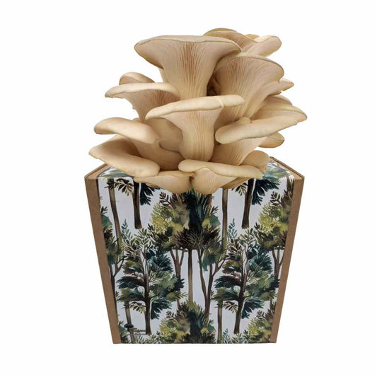 Oyster mushroom ready-to-use culture in a myco-box