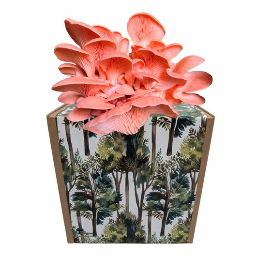 Pink oyster mushroom ready-to-use culture in the myco-box