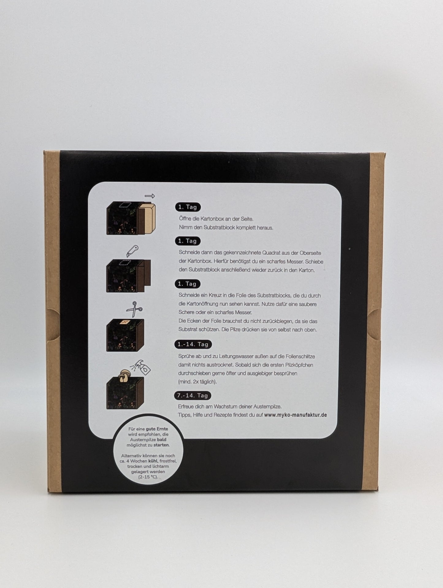 Coltura di funghi ostrica al limone pronta all'uso in una myco-box