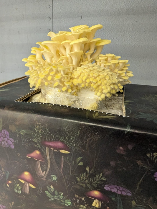 Lemon oyster mushroom ready-to-use culture in a myco-box