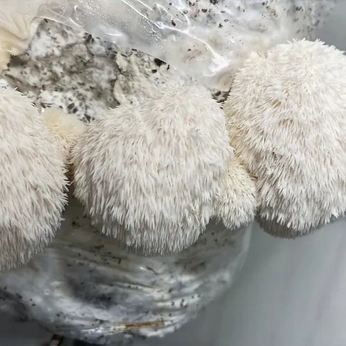 Hedgehog's Mane (Lion's Mane) ready culture in Myko-Bag
