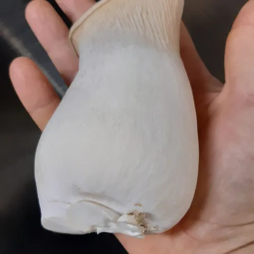 King oyster mushroom ready-to-use culture in a myco-bag