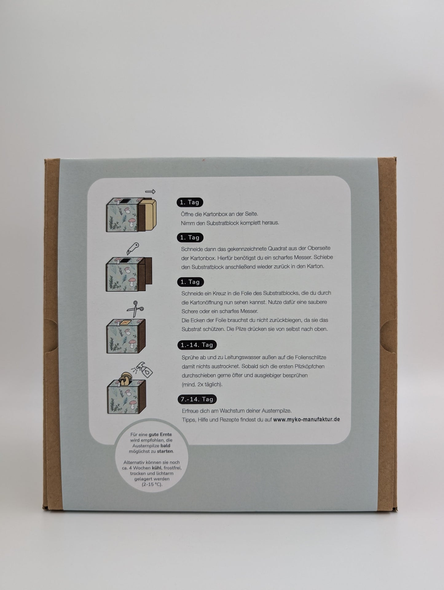 Oyster mushroom ready-to-use culture in a myco-box