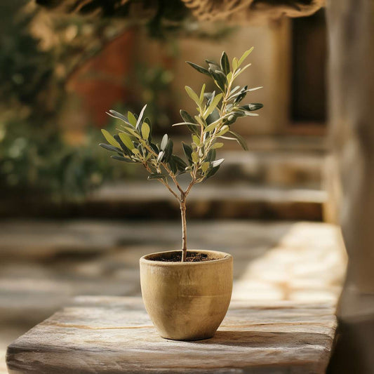 Olivenbaum – 2 Pflanzen – Olea Europaea – Höhe 25–40cm – Ø9cm – Immergrüne mediterrane Pflanze mit echten Oliven – Winterhart & pflegeleicht für Garten & Balkon