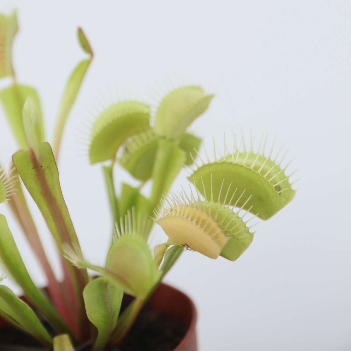Venus flytrap – 3 plants – Dionaea muscipula – Carnivorous plant – Height 5–15cm – Ø6cm pot – Insect trapping plant for home & terrarium – Easy to care for & fascinating