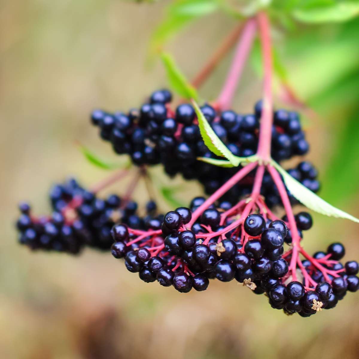 Piante di bacche – 4 piante Rubus, Rubrum, Uva, Fructosus – Mix di ribes, more e uva spina – Piante da frutto per giardino e balcone – Facile da curare e resistente all’inverno – Altezza 25–40 cm – Ø9 cm