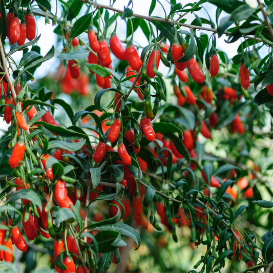Goji Pflanzen – 6 Pflanzen – Lycium Barbarum – Winterharte Goji-Beerenpflanzen für Garten & Kübel – Höhe 25–40cm – Ø9cm – Vitaminreiche Superfrucht zum Selbstanbau