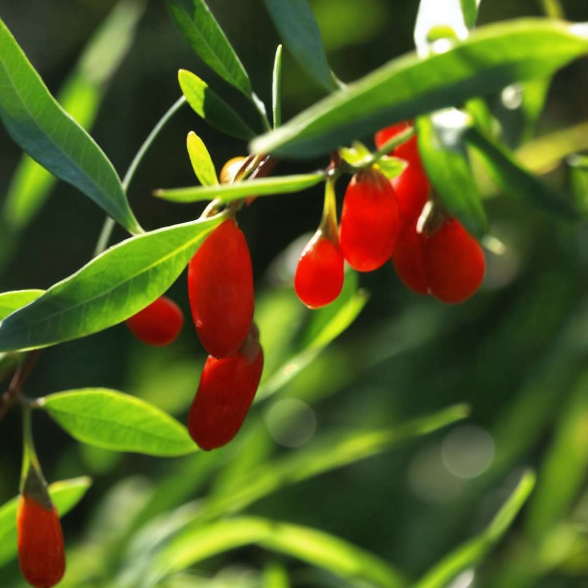 Goji Plants – 6 Plants – Lycium Barbarum – Hardy Goji Berry Plants for Garden & Containers – Height 25–40cm – Ø9cm – Vitamin-Rich Superfruit for Home Cultivation