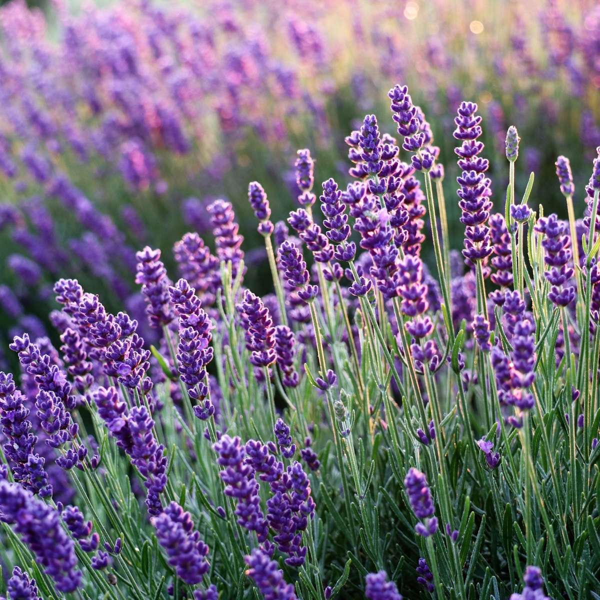 Lavendel – 12 Pflanzen – Lavandula angustifolia – Höhe 10–15cm – Ø11cm – Echter Lavendel mit intensivem Duft – Bienenfreundlich, winterhart & pflegeleicht – Für Garten, Balkon & Kräuterbeet