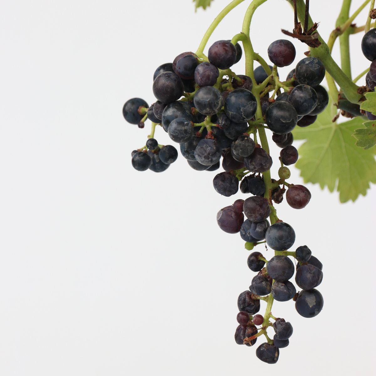 Weinrebe – Vitis Vinifera ‘Nero’ – Höhe 60–75cm – Ø21cm – Rote Weintraube mit süßen Früchten – Selbstbestäubende Weinrebe für Garten & Terrasse – Winterharte Obstpflanze