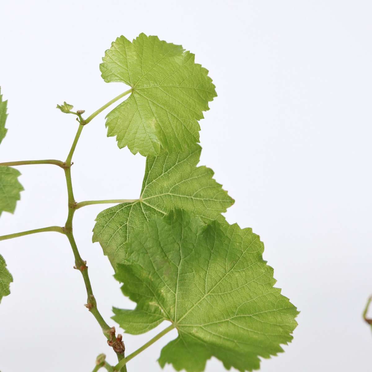 Grapevine – Vitis Vinifera 'Himrod' – Height 60–75cm – Ø21cm – White table grape with sweet, golden-yellow fruit – Robust, self-pollinating grapevine – Hardy fruit plant for garden & patio