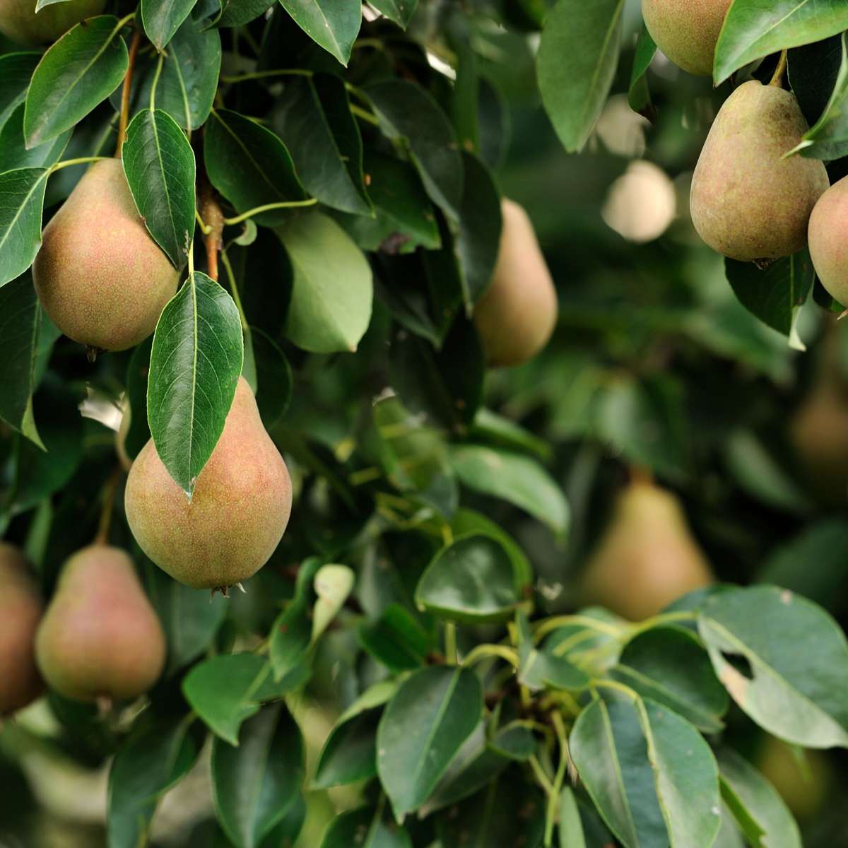 Obstbaum Set – 6 Pflanzen – Apfel, Birne & Pflaume – Höhe 60–70cm – Ø9cm – Winterharte Obstbäume für Garten & Balkon – Kompakter Wuchs – Bereits im 1. Jahr fruchttragend