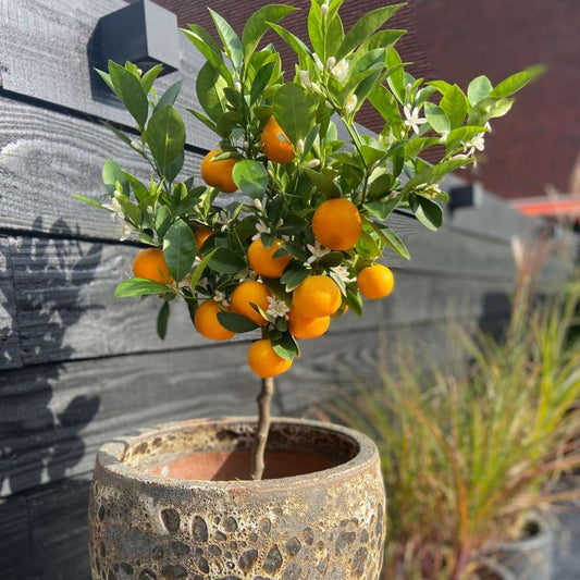 Orangenbaum – 3 Pflanzen – Citrus mitis Calamondin – Höhe 25–40cm – Ø9cm – Mini-Zitrusbäume mit duftenden Blüten & essbaren Früchten – Für Balkon, Terrasse & Innenbereich