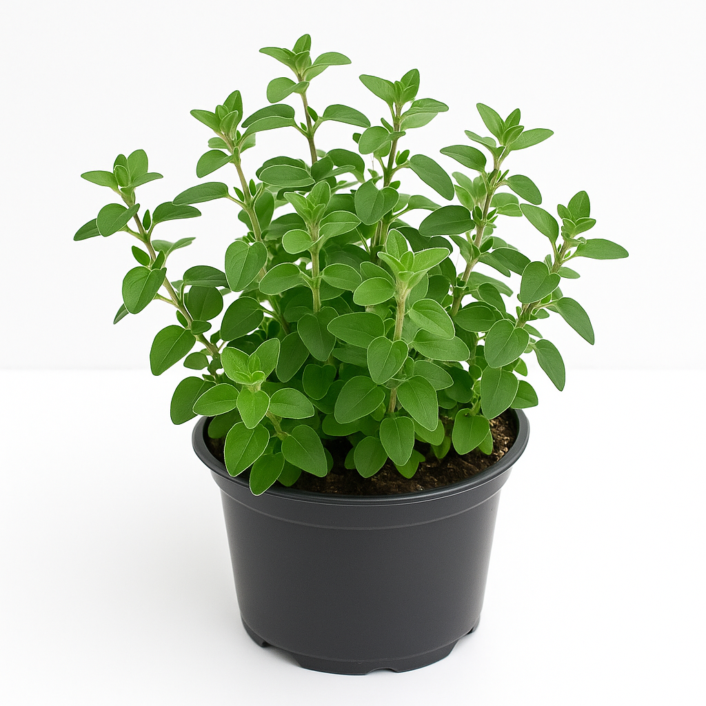 Oregano Origanum vulgare – Wilder Majoran / Dost – Mehrjähriges Würzkraut & Heilpflanze – Insektenfreundlich, wintergrün & duftend – Für Kräuterbeet, Balkon & Steingarten – Blüte Juli–September