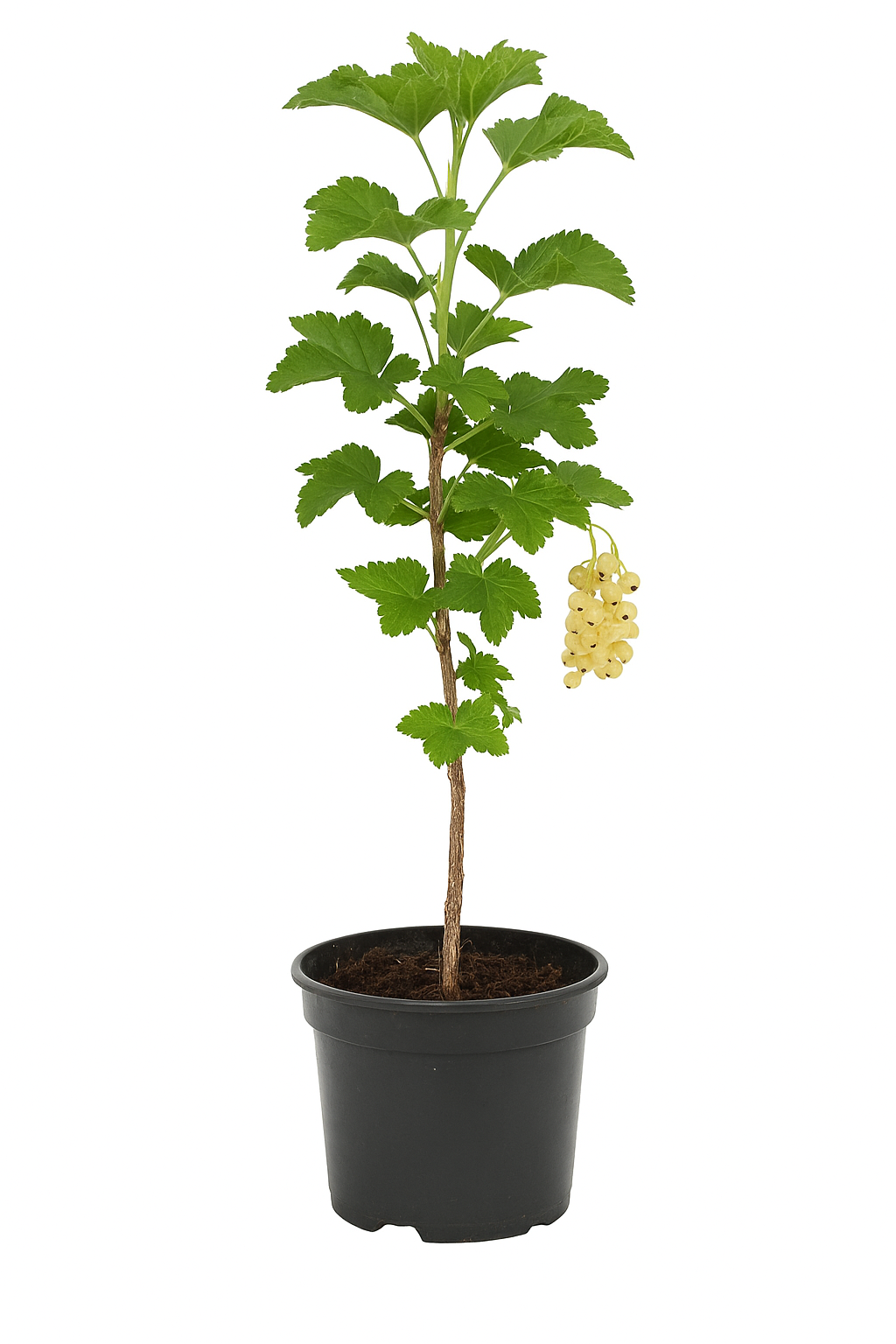 Ribes sativa 'Weiße aus Jüterbog' – White currant – traditional berry plant with a sweet and mild aroma – high-yielding, easy to care for & winter-hardy – fruit ripens in July