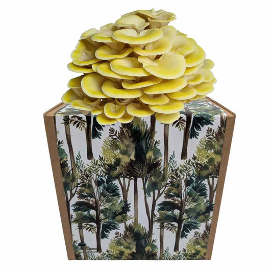 Coltura di funghi ostrica al limone pronta all'uso in una myco-box