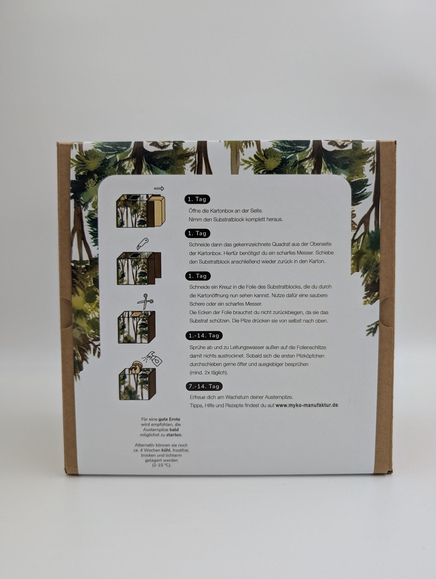 Rosenseitling Fertigkultur in der Myko-Box