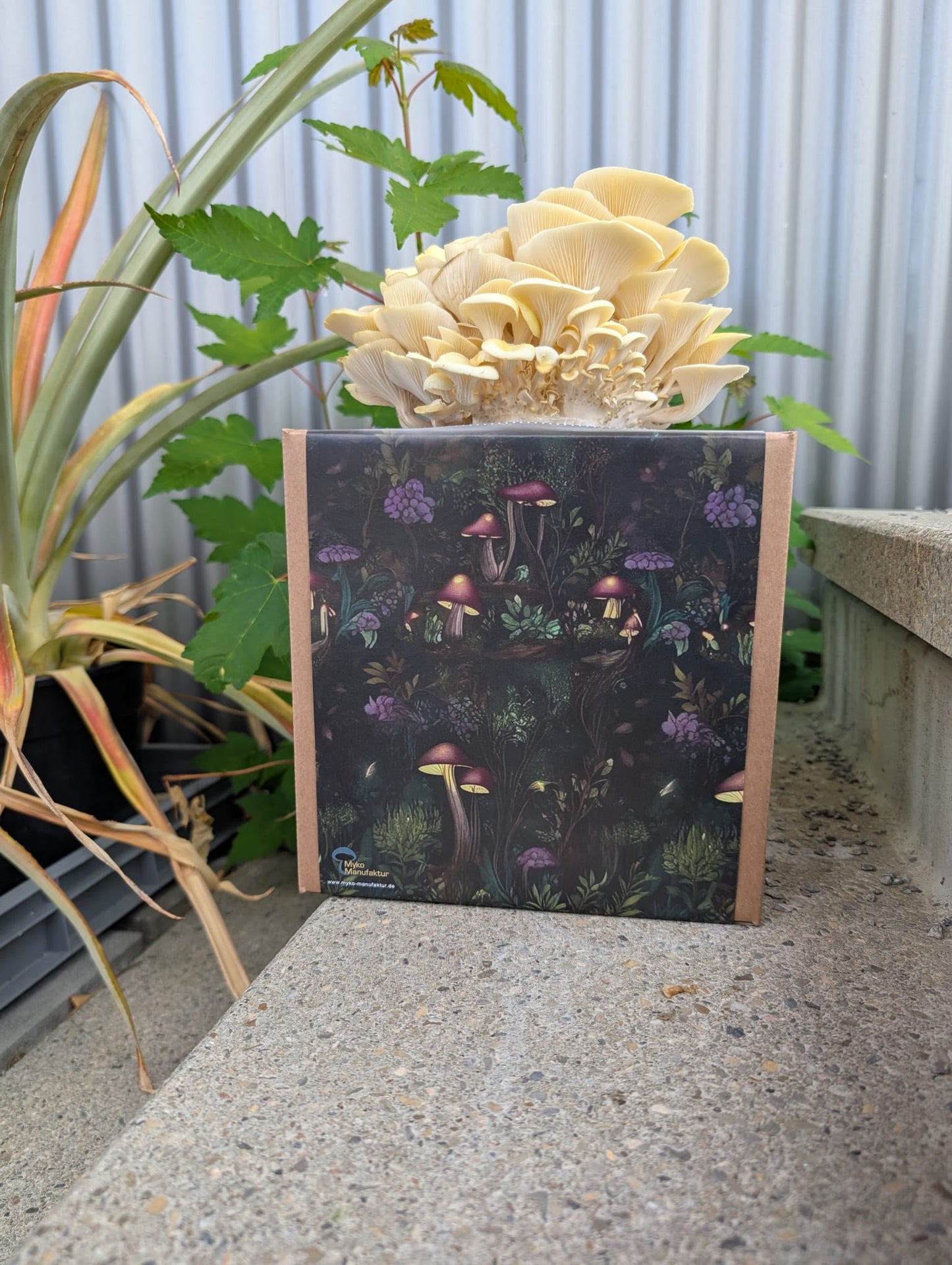 Coltura di funghi ostrica al limone pronta all'uso in una myco-box