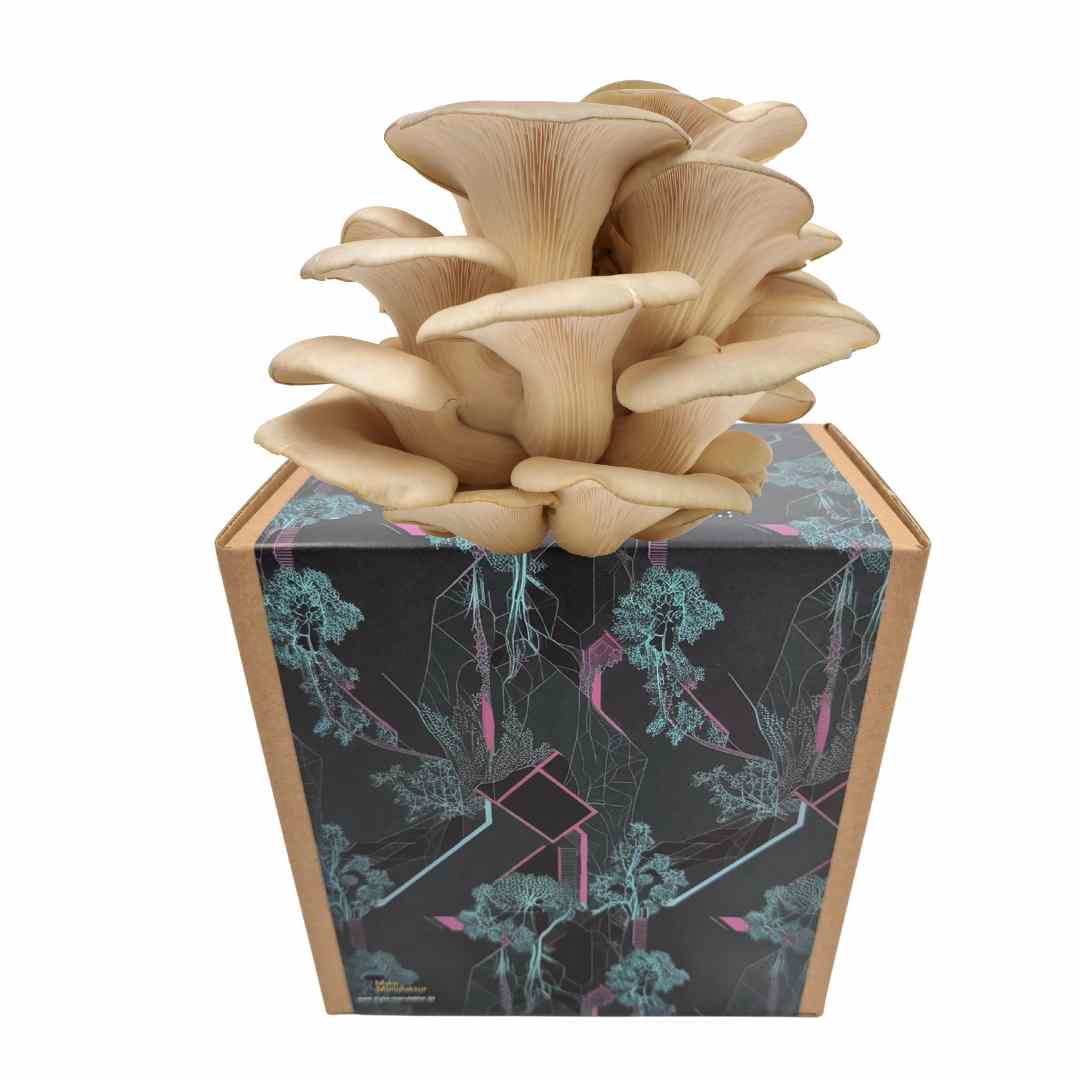 Coltura di funghi ostrica pronta all'uso in una myco-box