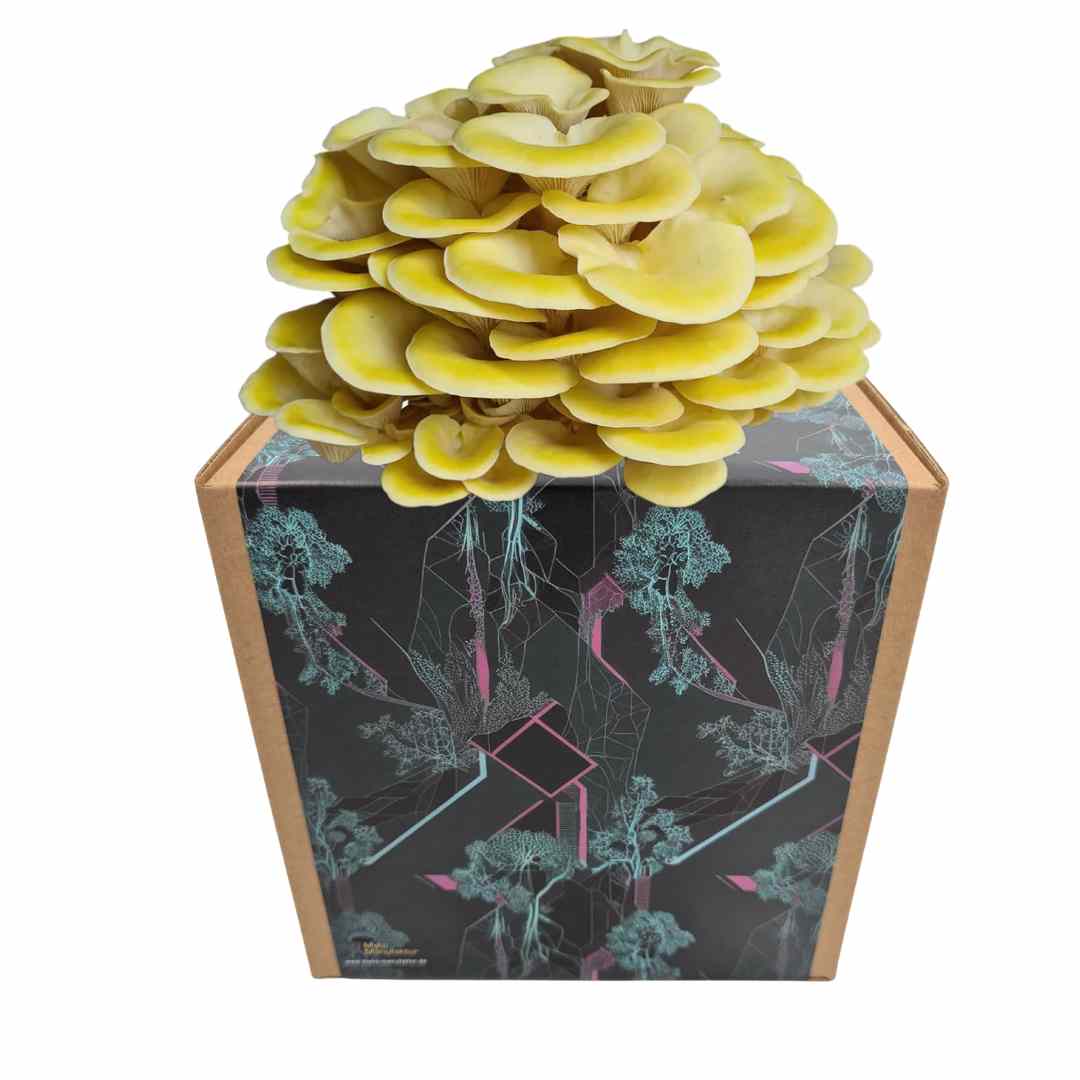 Coltura di funghi ostrica al limone pronta all'uso in una myco-box