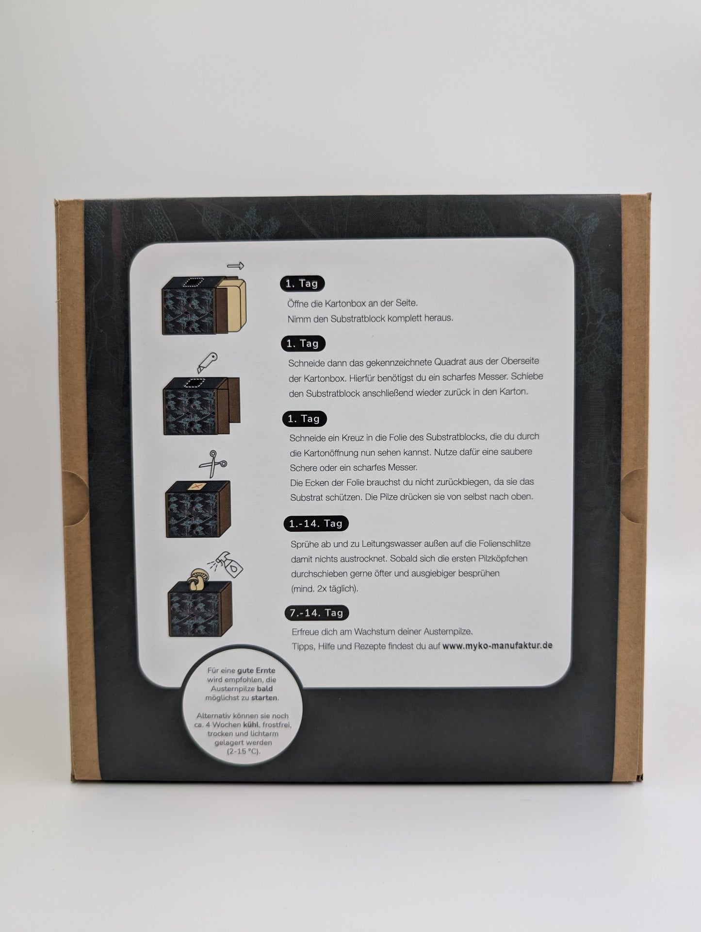 Coltura di funghi ostrica al limone pronta all'uso in una myco-box