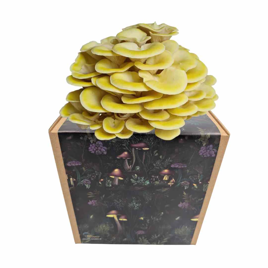 Coltura di funghi ostrica al limone pronta all'uso in una myco-box