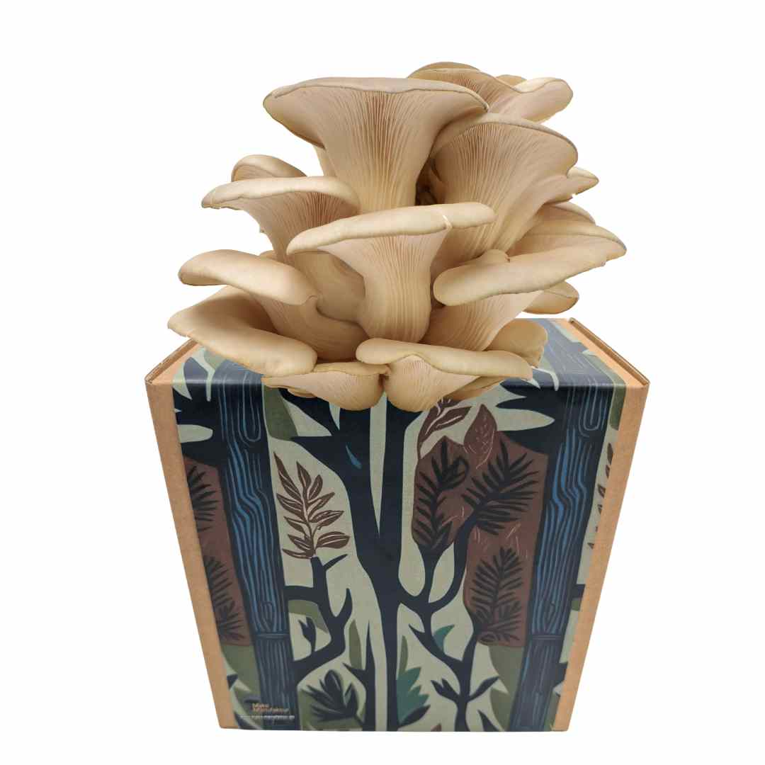 Coltura di funghi ostrica pronta all'uso in una myco-box