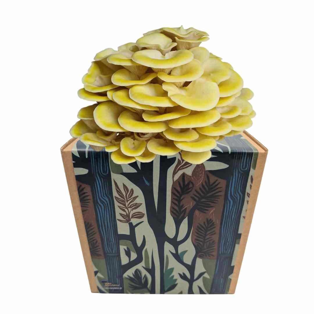 Coltura di funghi ostrica al limone pronta all'uso in una myco-box