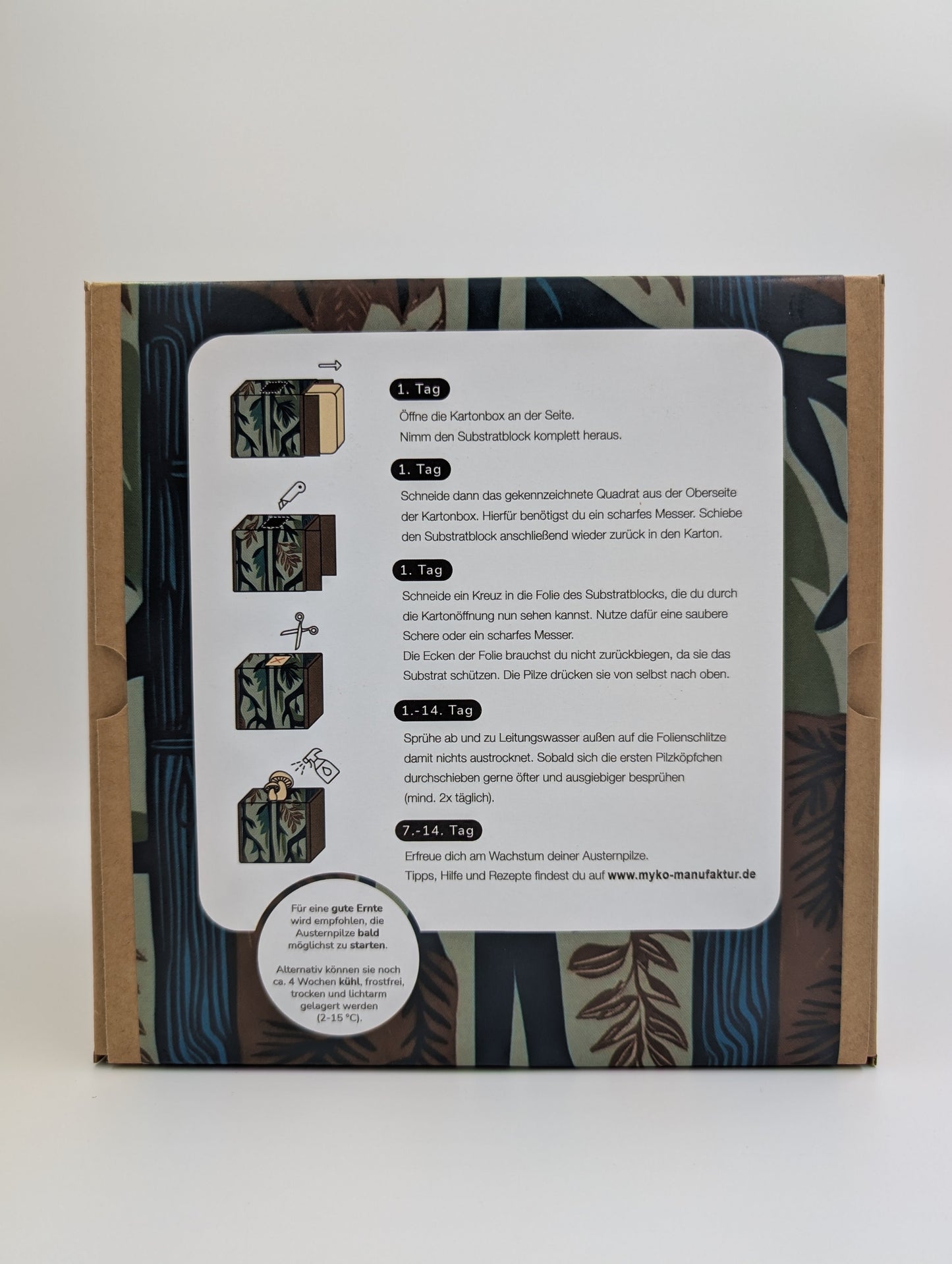 Coltura di funghi ostrica al limone pronta all'uso in una myco-box