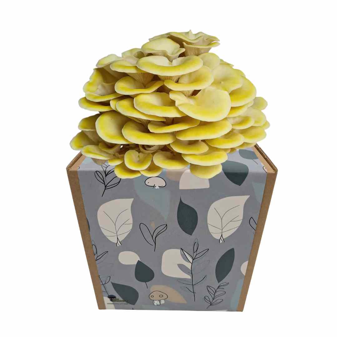 Coltura di funghi ostrica al limone pronta all'uso in una myco-box