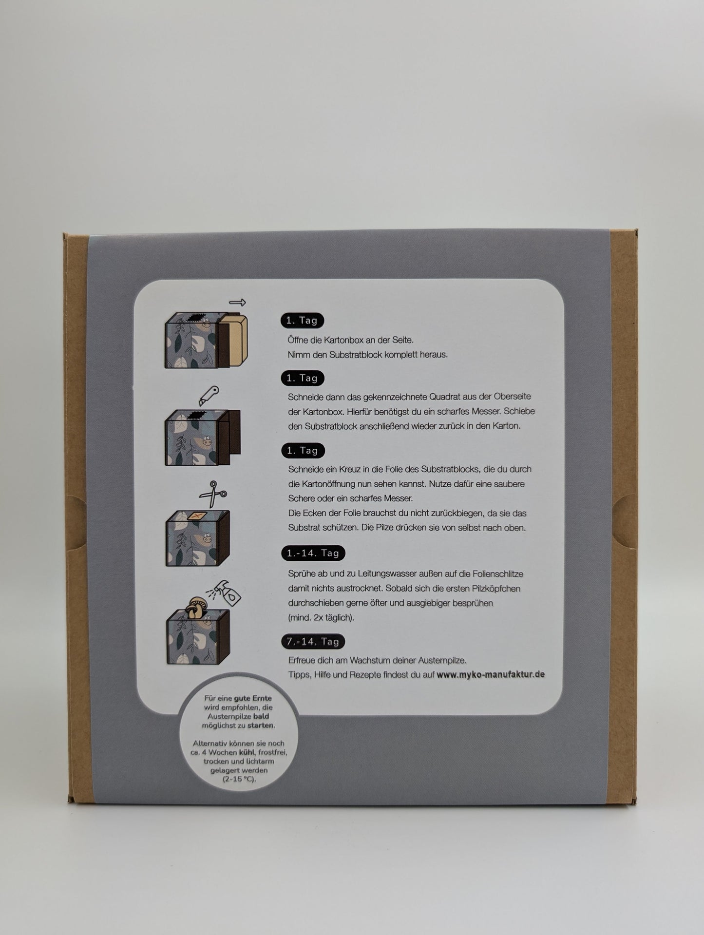 Rosenseitling Fertigkultur in der Myko-Box