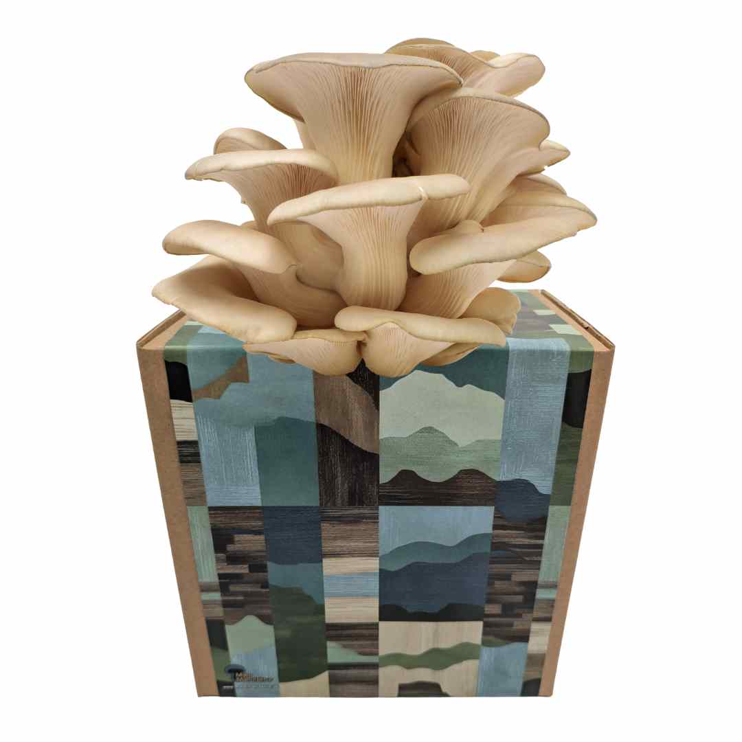 Coltura di funghi ostrica pronta all'uso in una myco-box