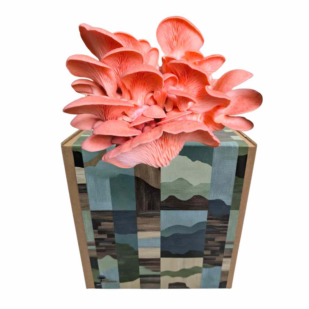 Rosenseitling Fertigkultur in der Myko-Box