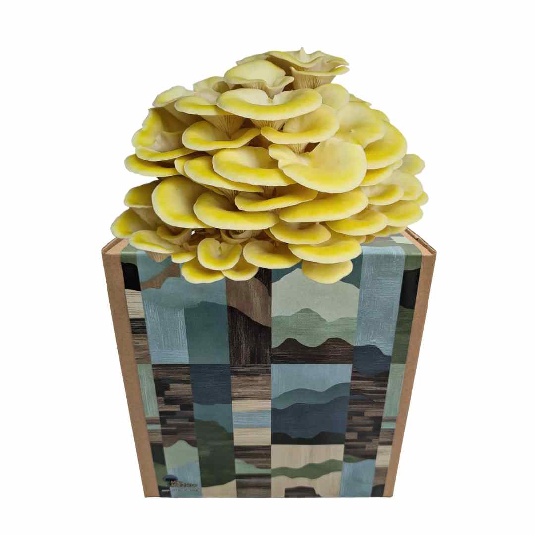 Coltura di funghi ostrica al limone pronta all'uso in una myco-box