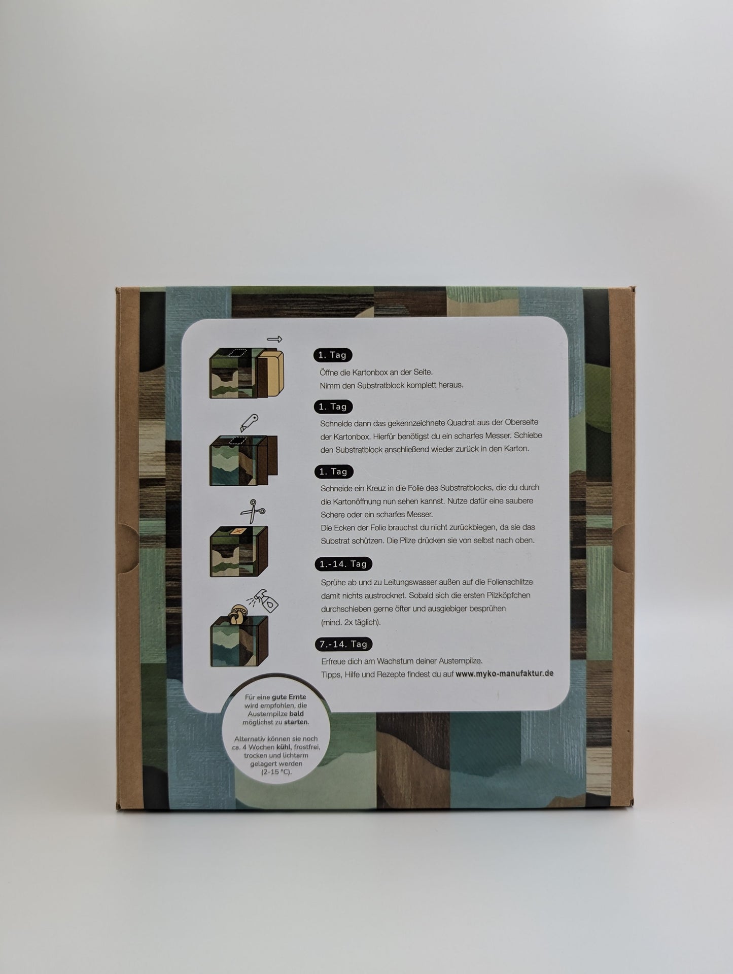 Rosenseitling Fertigkultur in der Myko-Box