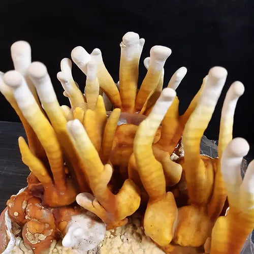 Reishi ready-to-use culture in a myco-bag