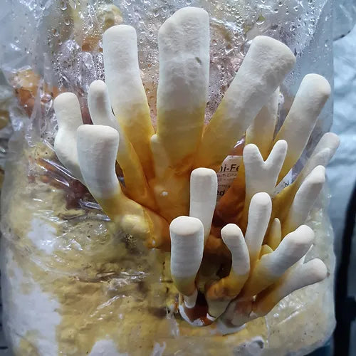 Reishi ready-to-use culture in a myco-bag