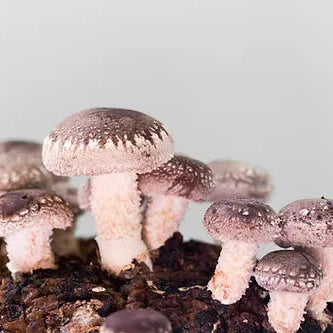 Shiitake ready-made culture in a Myko bag