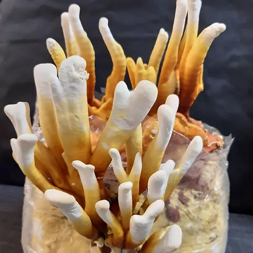 Reishi ready-to-use culture in a myco-bag