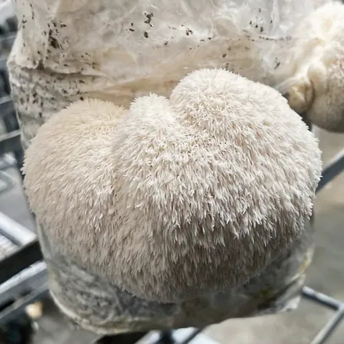 Hedgehog's Mane (Lion's Mane) ready culture in Myko-Bag