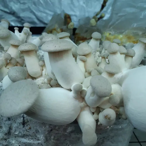 King oyster mushroom ready-to-use culture in a myco-bag