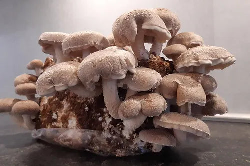 Coltura pronta di shiitake in un sacchetto Myko