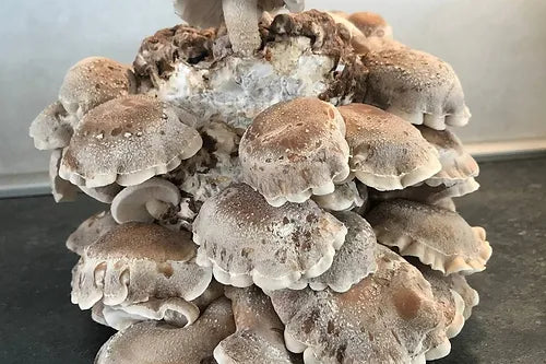 Coltura pronta di shiitake in un sacchetto Myko