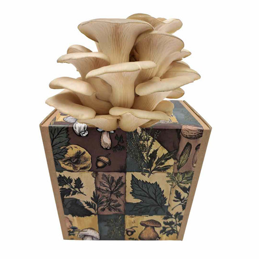 Oyster mushroom ready-to-use culture in a myco-box