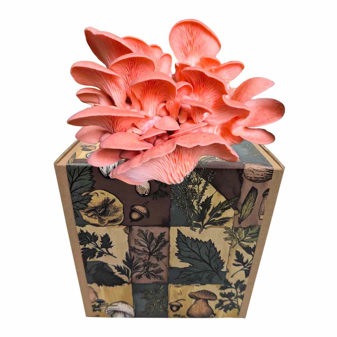 Rosenseitling Fertigkultur in der Myko-Box