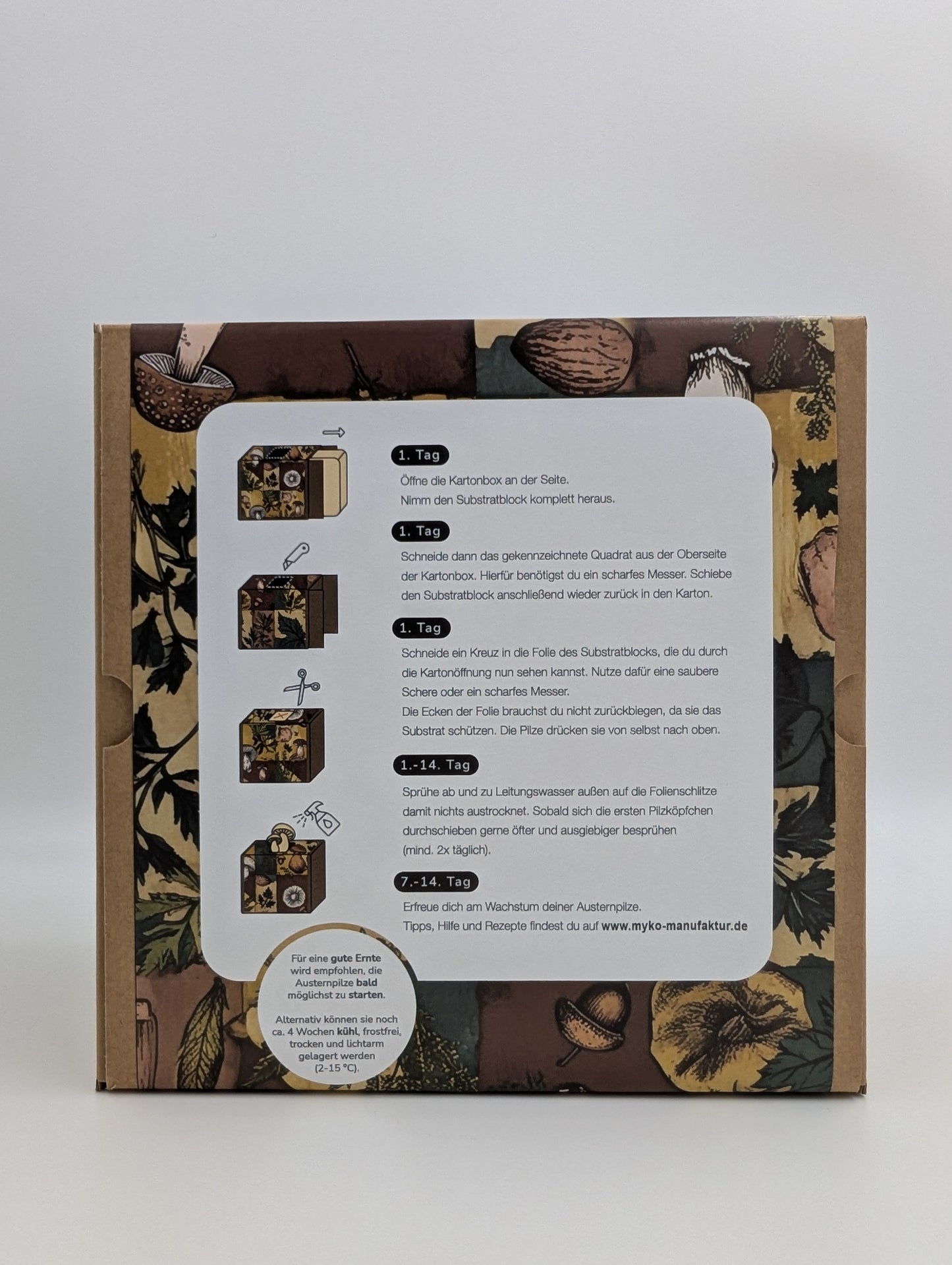 Coltura di funghi ostrica al limone pronta all'uso in una myco-box