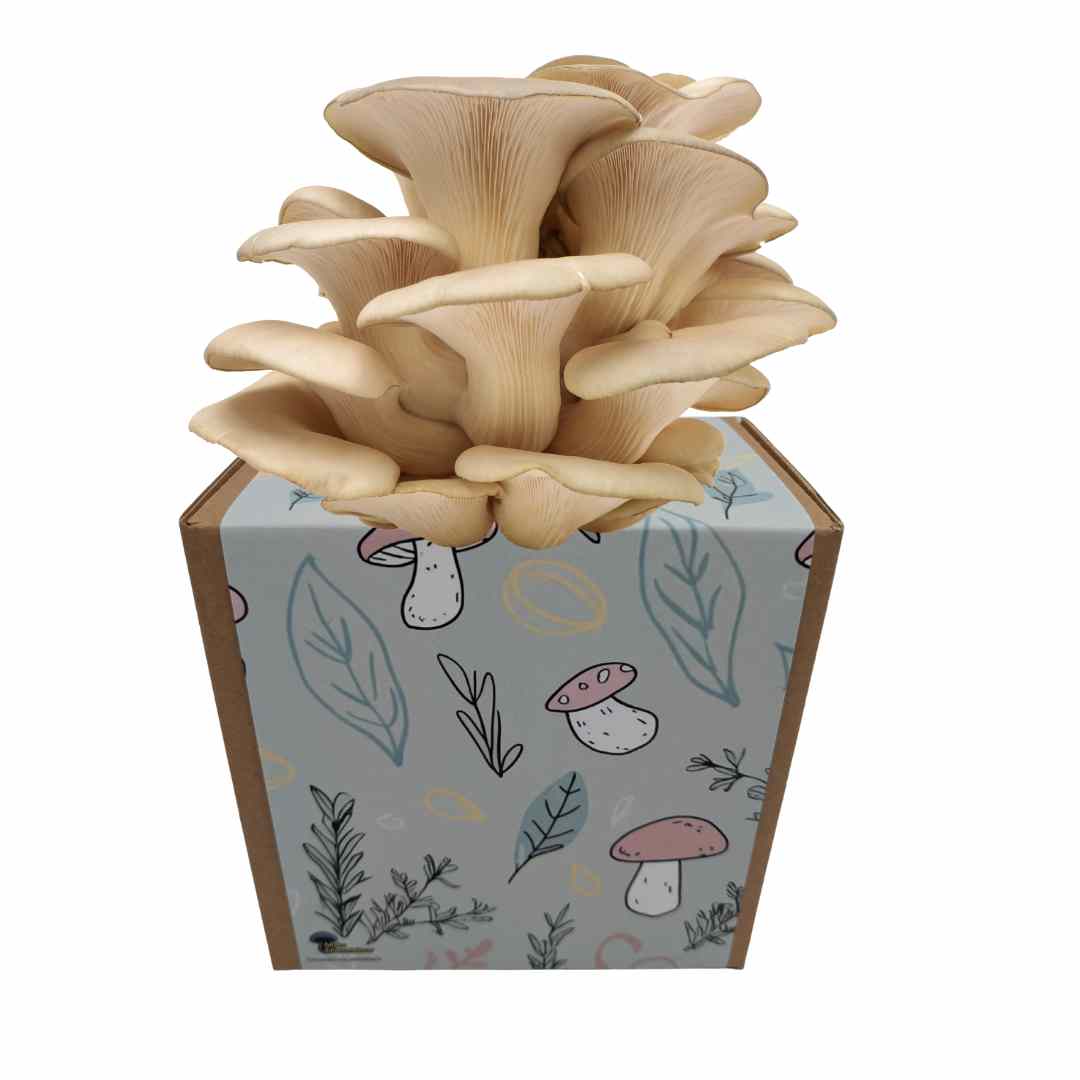 Coltura di funghi ostrica pronta all'uso in una myco-box