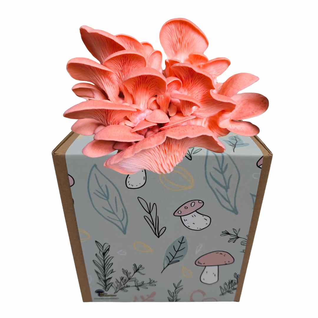 Rosenseitling Fertigkultur in der Myko-Box