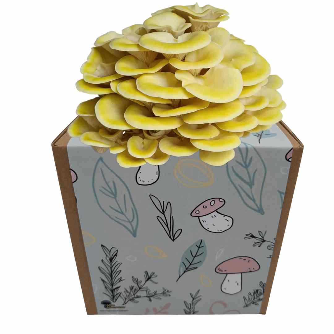 Coltura di funghi ostrica al limone pronta all'uso in una myco-box
