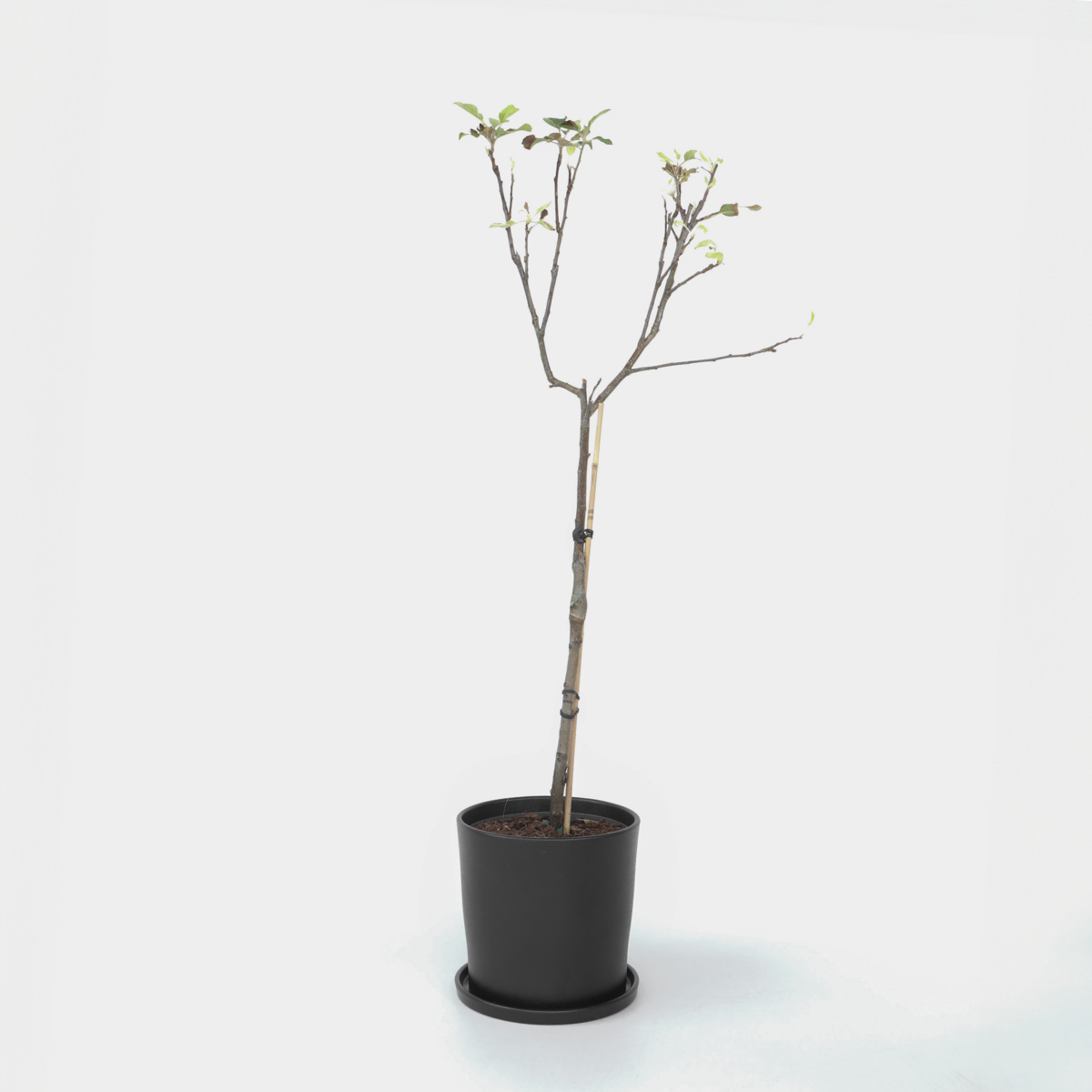 Apfelbaum Elstar – Malus Domestica 'Elstar' – Höhe 90–100cm – Ø21cm – Selbstfruchtender Obstbaum mit süß-saftigen Äpfeln – Winterhart & ertragreich – Ideal für Garten & Terrasse